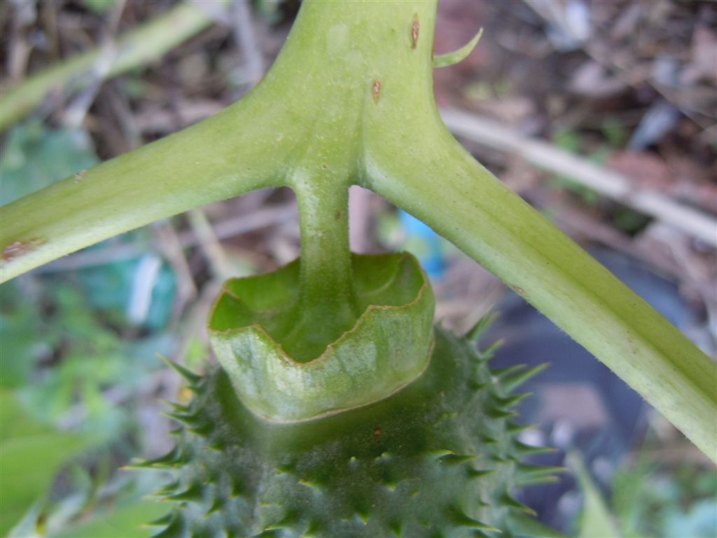 Frutti spinosi - Datura stramonium